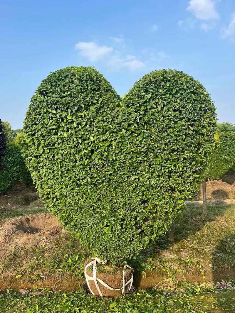 园林绿化工程 #建设美丽乡村 #花境设计 #景观工程 #庭 - 抖音