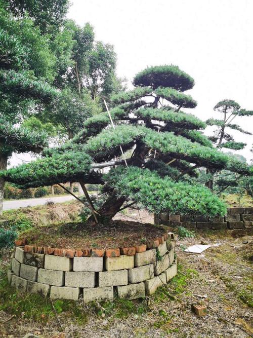 园林绿化工程中的罗汉松 精品造型的价值与价格解析