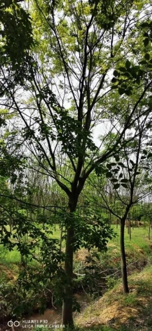 诚筑绿荫，信启新程——祝贺肥西县鑫宇园林绿化工程入驻苗木通