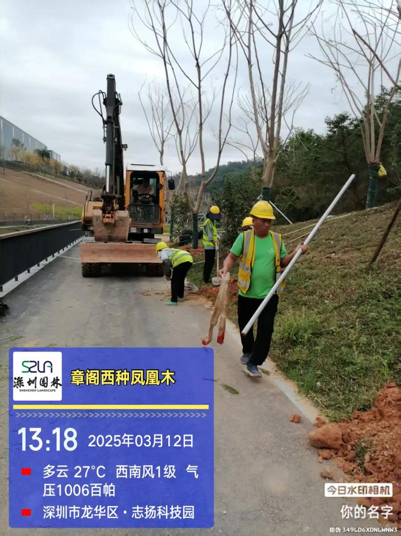 植树节里的园林绿化工程 从现场实拍到生态未来