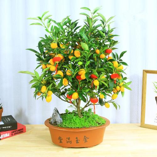 产品供应 武汉园林绿化用苗草花基地金边麦冬工程庭院小区别墅时令